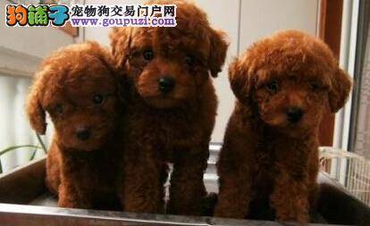 训练泰迪犬文明如厕的十大方法