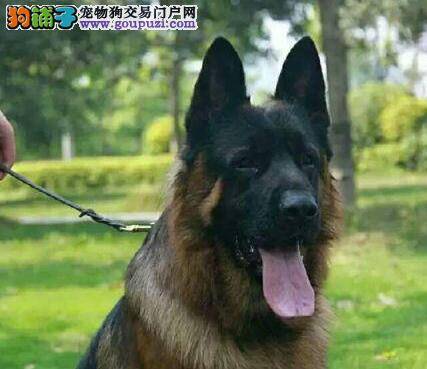 教你如何防止购买德国牧羊犬时被骗