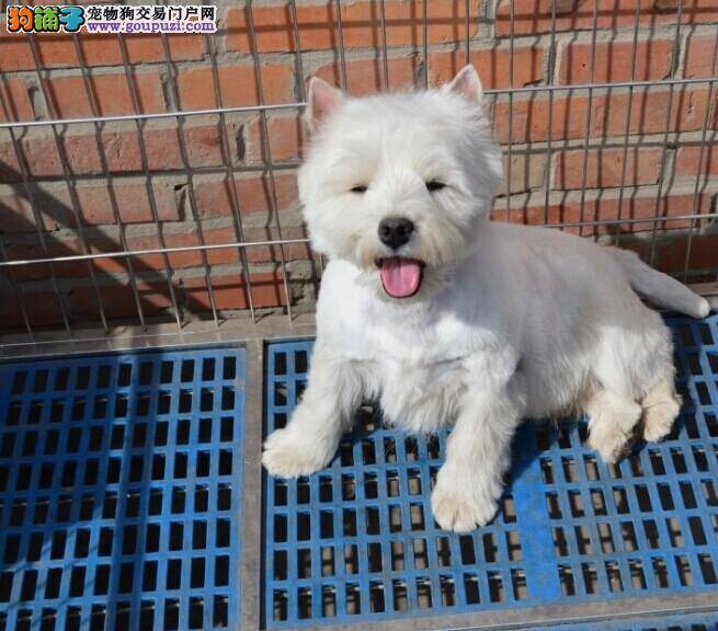 西高地口腔问题严重，很臭如何是好