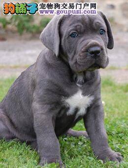 加强幼犬管理 留意卡斯罗犬断奶的注意事项