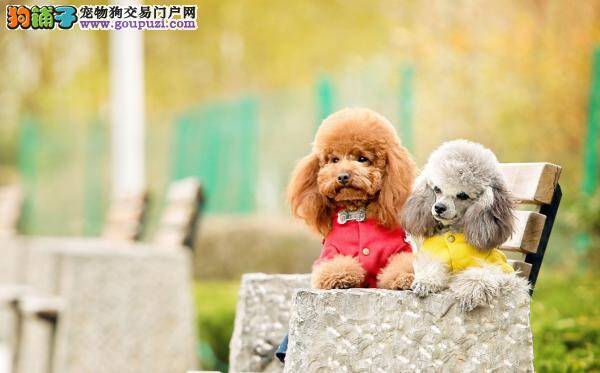 贵宾犬拉肚子怎么办 怎样预防贵宾犬腹泄