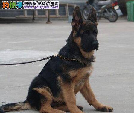 德国牧羊犬鼻头颜色越来越淡是什么原因