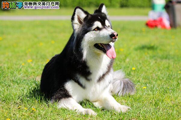 夏季养狗小提示 千万不要渴着阿拉斯加犬