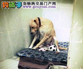 提升养犬者的文明素养 规范养犬体现城市文明