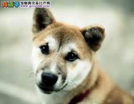 详解柴犬的心丝虫疾病的症状与危害