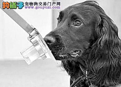 令人意外 “医疗侦测犬”可精准嗅出前列腺癌