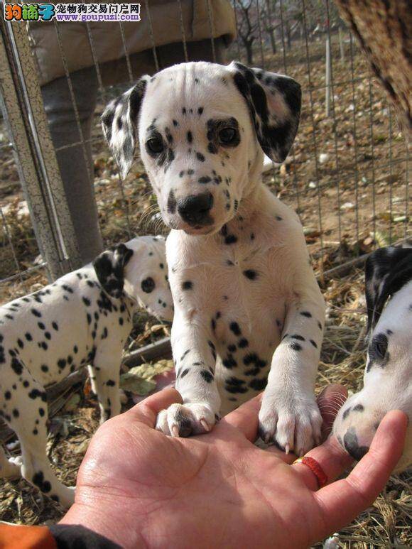 两个月的斑点狗可以不可以吃蛋糕