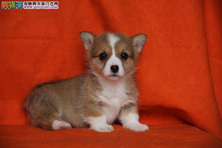 柯基犬吃饭期间突然抽搐了怎么回事