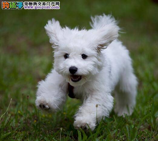 不一样的选择 建议挑选比熊犬前要了解的知识