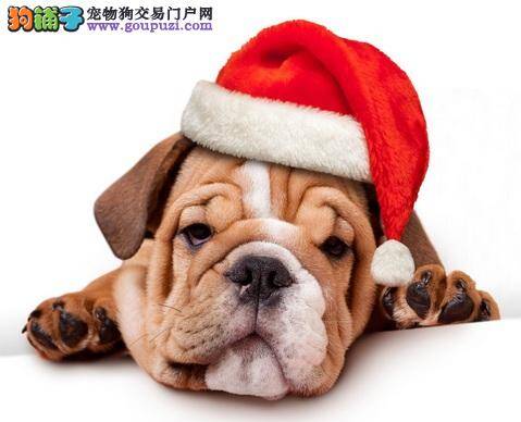 圣诞节临近，狗只中巧克力毒个案或激增