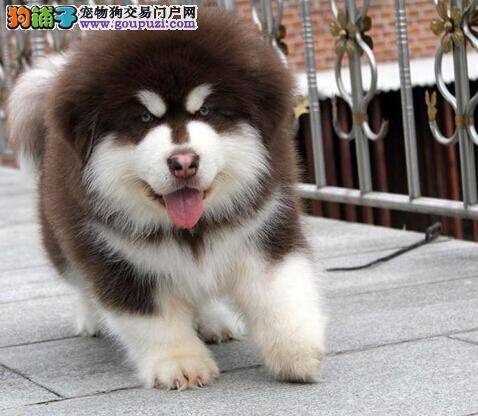 车祸现场急救常识 阿拉斯加雪橇犬受伤了怎么办