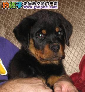 罗威纳犬这几天严重的咳嗽，麻烦朋友指点