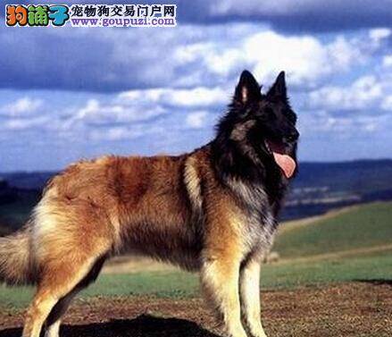 繁衍生息 狼狗配种期间的五个注意要点