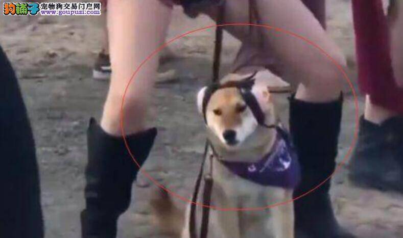 在舞会上独竖一帜的柴犬，一脸无奈地看着玩嗨的主人