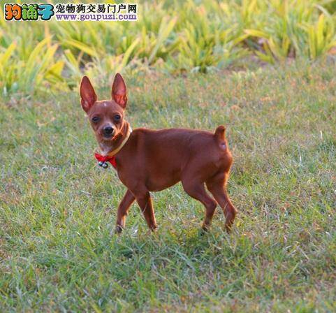小鹿犬睡觉时的怪异行为