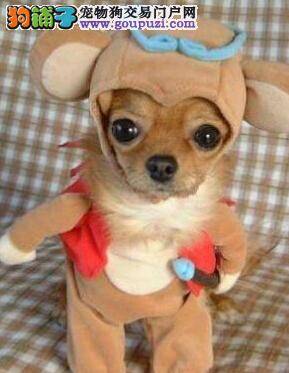 导致吉娃娃眼泪汪汪的常见原因有哪些