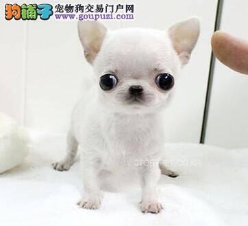 吉娃娃鼻子有点脱毛是怎么回事 求答案