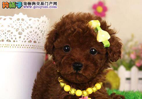 购买纯种贵宾犬需要阅读的资料