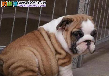 如何抵抗斗牛犬的“热情拥抱”——扑人