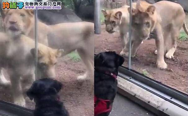 美宠物狗参观动物园 面对狮子猛袭毫不畏惧