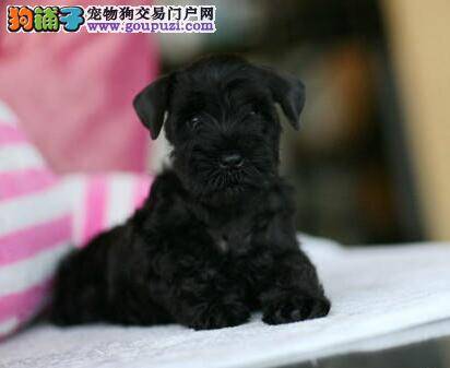 雪纳瑞不吃饭，吐了好几天是生病了吗