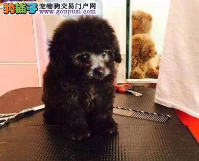 怀孕期间的泰迪犬多久能分娩