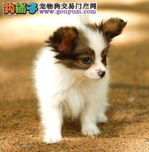 蝴蝶犬从外貌特征怎么看好不好