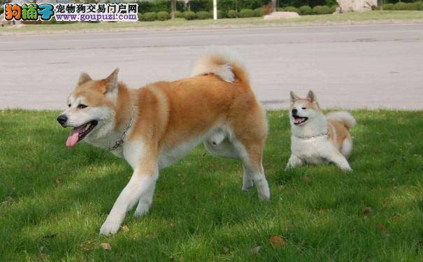 什么是秋田犬 秋田犬是大型猎犬