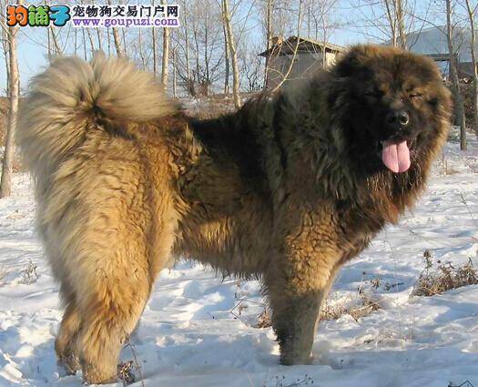 呵护新来的高加索犬应做好的准备工作