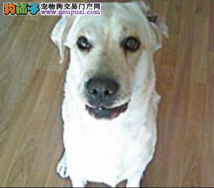 北京犬只数量不断攀升，市民要文明养犬预防狂犬病