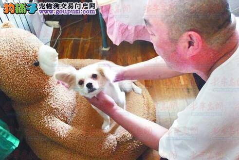 岛城大力开展规范养犬活动 众多流浪狗找到幸福