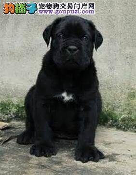 给狗狗修毛剪指甲有技巧 如何把卡斯罗犬护理的更干净