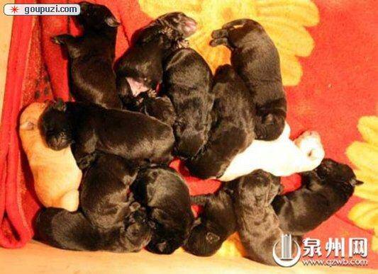 导盲犬初次为母 产下16小狗崽（图）