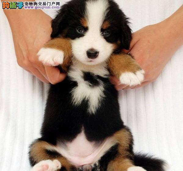 怎么给伯恩山犬自制美食