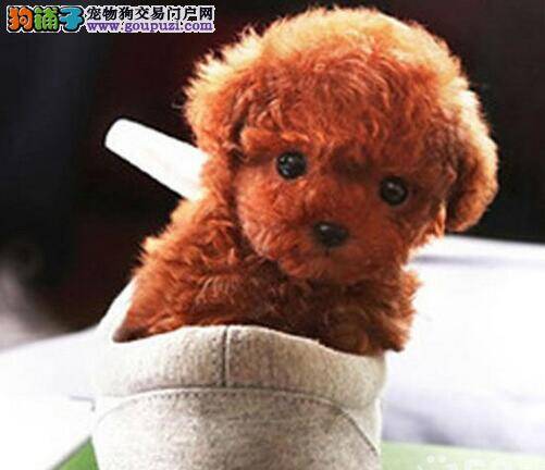 泰迪犬鼻头周边干裂是什么问题