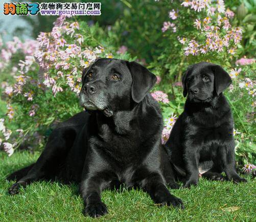 选购幼犬三要点 购买拉布拉多犬要注意的几个问题