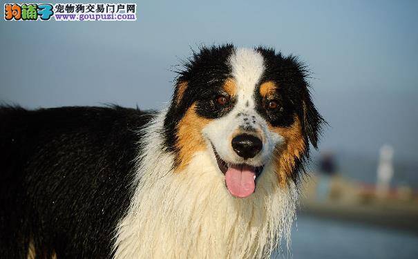 伯恩山犬的性格 伯恩山犬是性格温柔的大暖男