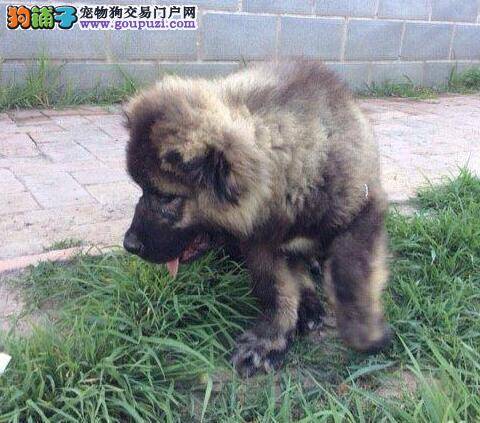 高加索犬最近耳朵里有黑色的东西是怎么了