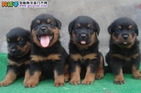 选购罗威纳幼犬注意事项，初养者必读
