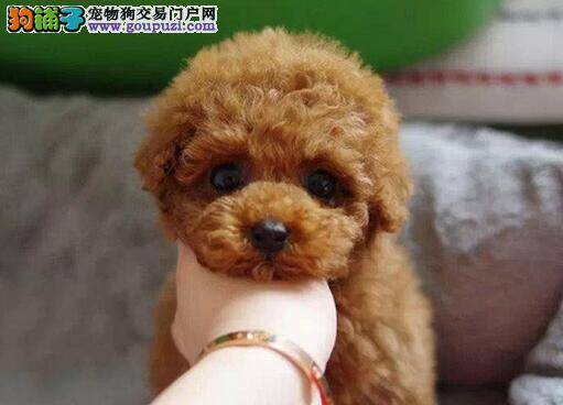 帮助大家避免买到生病贵宾犬的几点提醒