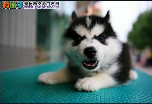 哈士奇外出溜达后口吐白沫是怎么了