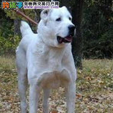 高手指点 如何改正中亚牧羊犬的护食毛病