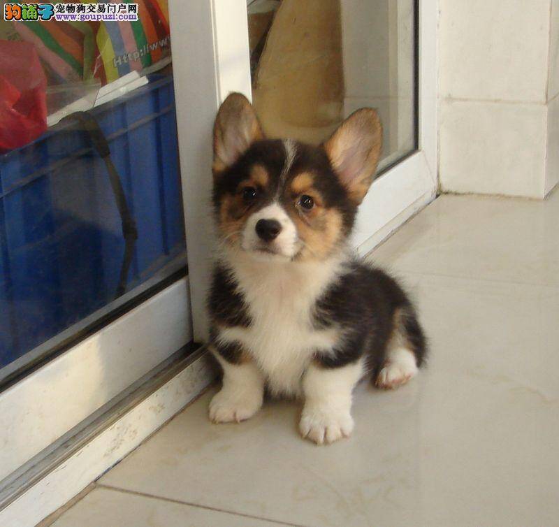 柯基犬拉稀呕吐，不吃任何东西是怎么了