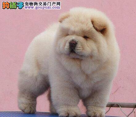选购松狮犬最简单的三点方法