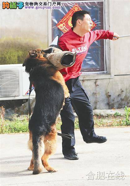 “绝对宝贝”警犬比人更讲究