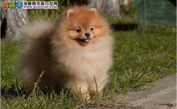 博美犬感冒怎么办 博美感冒的症状