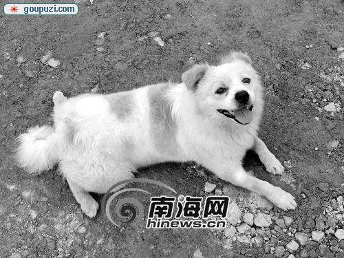 吃了一袋散装狗粮后爱犬上吐下泻