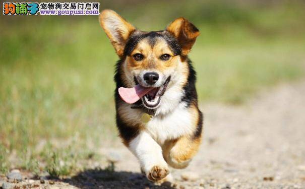 柯基为什么晚上不睡觉 怎样解决柯基犬失眠