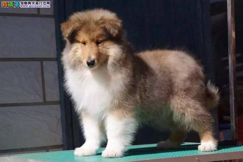 苏格兰牧羊犬在选购中需谨记几点