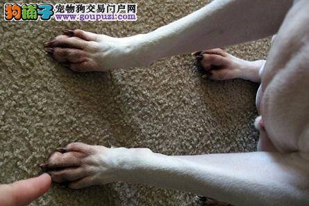 老爱舔脚？杜宾犬可能只是想讨拍拍